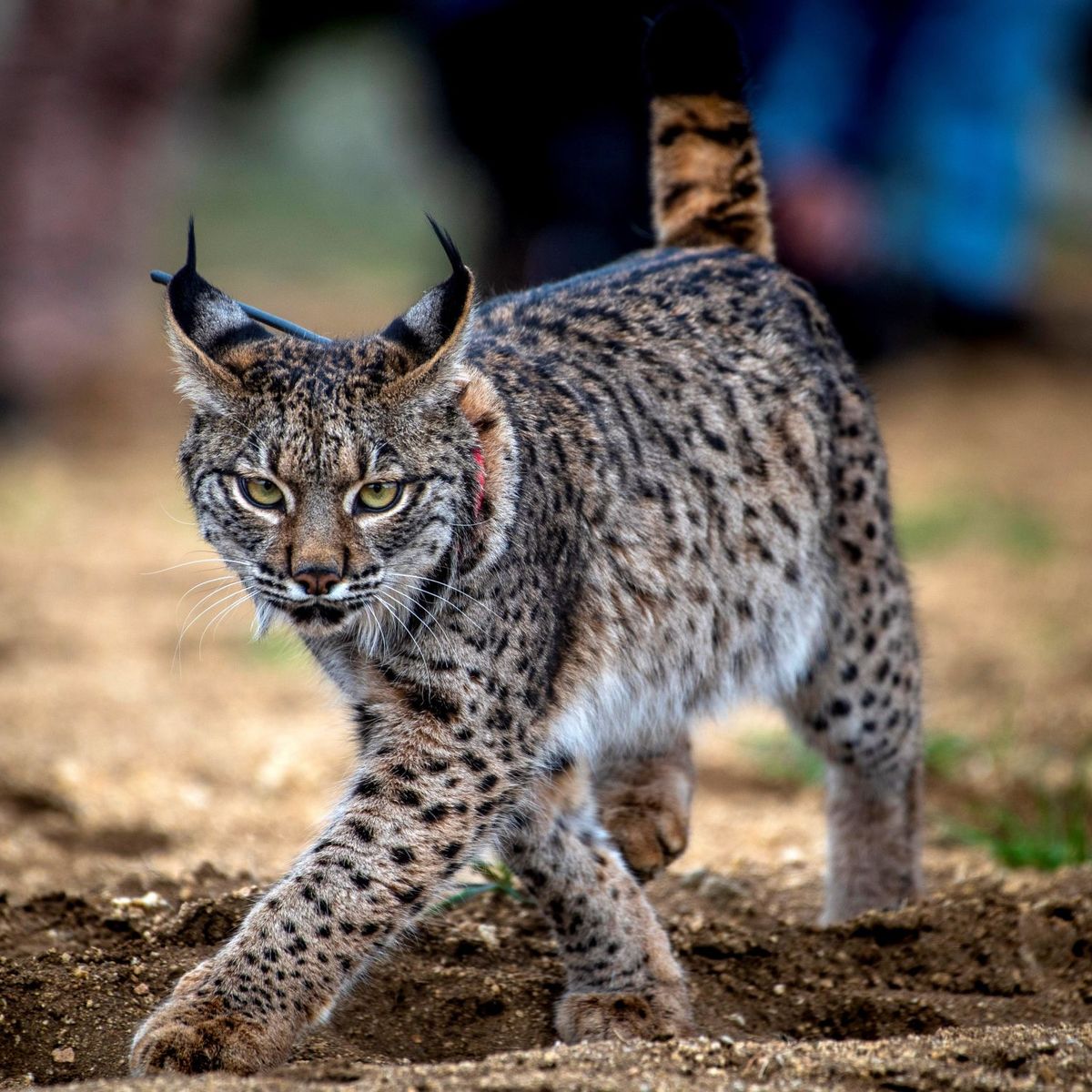 Lince